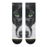 dog, dual canvas, green eyes, black and white, wet nose, canine, 